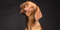 chien Vizslafotozas / Pixabay