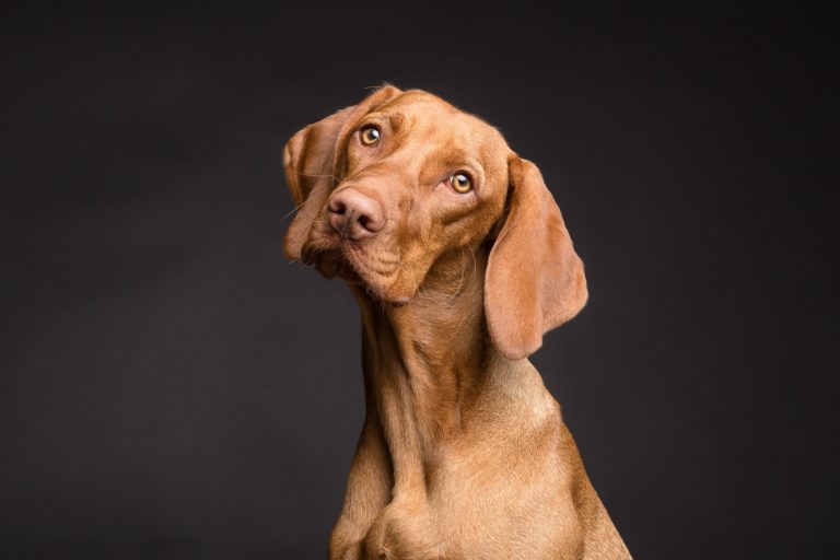 chien Vizslafotozas / Pixabay