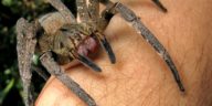 Phoneutria_nigriventer João P. Burini